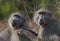 Chacma baboons engaged in mutual social grooming