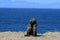 Chacma baboons on the ocean. Cape Town, South Africa