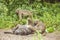 Chacma baboons playing in the bush in Kruger park