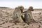 Chacma baboons in the river bank, kruger bushveld, Kruger national park, SOUTH AFRICA