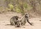 Chacma baboons in the river bank, kruger bushveld, Kruger national park, SOUTH AFRICA