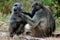 A chacma or Cape baboon searching for fleas