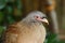 Chaco chachalaca,ortalis canicollis