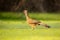 Chaco Chachalaca, Ortalis canicollis, bird with open bill, walking in the green grass, Pantanal, Brazil. Bird in nature habitat.