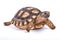 Chaco tortoise, Chelonoidis chilensis
