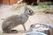 Chacoan Mara, sitting in front of a Cup of food. The animal