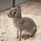 Chacoan Mara, sitting in front of a Cup of food. The animal