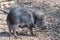 Chacoan Peccary