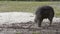 Chacoan peccary only 3000 remain worldwide 6k wildlife footage