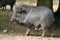 Chacoan peccary