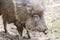 Chacoan peccary in captivity