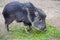 Chacoan peccary, Catagonus Wagner, gnawing grass