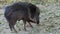 Chacoan peccary Catagonus wagneri