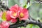 Chaenomeles deciduous shrub in pink bloom