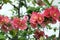Chaenomeles deciduous shrub in pink bloom
