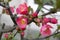 Chaenomeles deciduous shrub in pink bloom