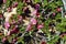 Chaenomeles flowers in the Shouf Biosphere Reserve mountains, Lebanon