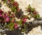 Chaenomeles flowers on the summit ridge of the Shouf Biosphere Reserve mountains, Lebanon