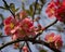 Chaenomeles Japanese blossoms