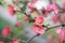 Chaenomeles. Japanese quince. Spring pink flowers background.