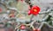 Chaenomeles Japanese. Red spring flowers in garden with text. Get well soon