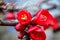 Chaenomeles Japanese. Red spring flowers in garden with text. Get well soon