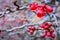 Chaenomeles Japanese. Red spring flowers in garden with text. Hello february