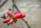 Chaenomeles Japanese. Red spring flowers in garden with text. Hello spring