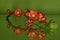 Chaenomeles japonica, Japanse sierkwee