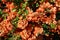 Chaenomeles japonica shrub orange flowers
