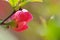 A chaenomeles lagenaria flower