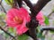 Chaenomeles speciosa Pink Lady Flowering quince or Japanese quince