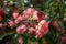 Chaenomeles X Superba Flowering Quince