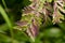 Chaerophyllum hirsutum plant known parsley, hairy chervil with purple colour