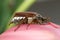 Chafer Beetle