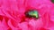 Chafer beetle on a flower bud. macro