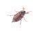 Chafer beetle with water droplets on a white