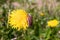 Chafer cockerel, melolontha sits on a dandelion flower