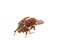 Chafer isolated