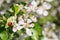 Chafer and ladybug on apple tree flowers