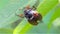 Chafer on leaves