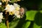 Chafer Melolontha On Flower In Spring Close Up