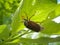 Chafer at the spring foliage