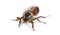 Chafer. Summer chafer or European june beetle