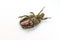 Chafer on white Background