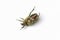 Chafer on white Background