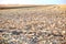 Chaff and stubble in a harvested corn field