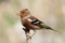 Chaffinch