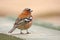 Chaffinch