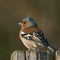 Chaffinch